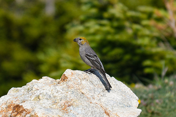 DSC_1588 - Pine Grosbeak - Female_edited