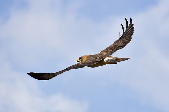 DSC_0104_edited-2 - Swainsen's Hawk - Max