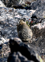 DSC_5535_edited-vert - Pika playing 'shy'.