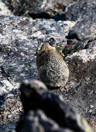 DSC_5535_edited-vert - Pika playing 'shy'.