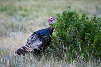 DSC_1737_edited - Wild Turkey Tom grazing on wax currents