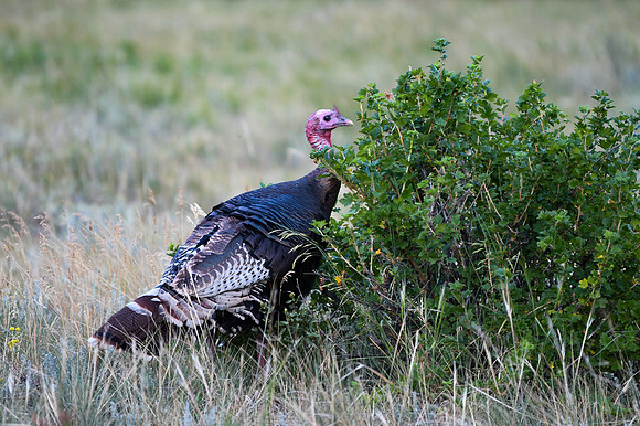 DSC_1737_edited - Wild Turkey Tom grazing on wax currents