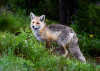 DSC_4634_edited