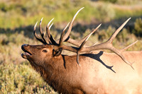 DSC_5601_edited.2