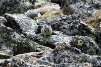 DSC_8661_edited - Pika