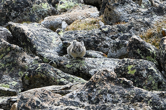 DSC_8661_edited - Pika