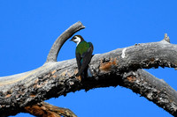 DSC_9265_edited - Violet-Green Swallow (Adult Male)