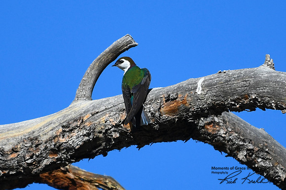 DSC_9265_edited - Violet-Green Swallow (Adult Male)