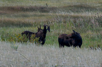 DSC_5255_edited