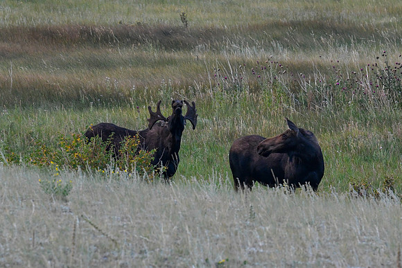 DSC_5255_edited