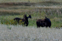 DSC_5259_edited