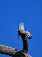 DSC_0342_edited