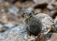 DSC_1840_edited - GK - Pika
