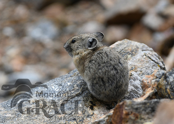 DSC_1840_edited - GK - Pika