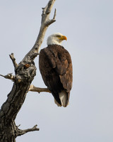 DSC_4538_edited-1