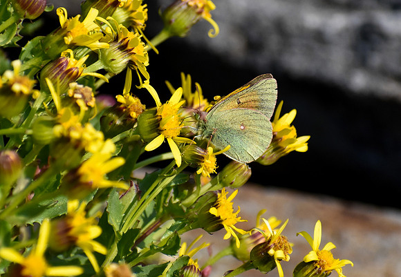 DSC_0977_edited - MK - Mead’s Sulphur Butterfly - on Dwarf Golden Aster