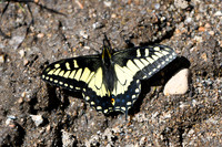 DSC_0869_edited - Anise Swallowtail butterfly