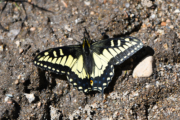 DSC_0869_edited - Anise Swallowtail butterfly