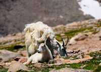 2017-07-16-Mountain Goats_edited