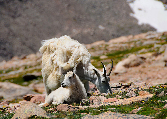 2017-07-16-Mountain Goats_edited