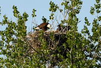 2025-05-10 - Eagle Chicks are getting Big!