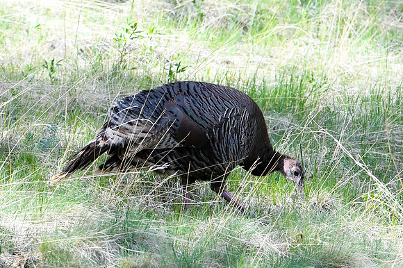 DSC_6979_edited