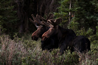 DSC_2362_edited