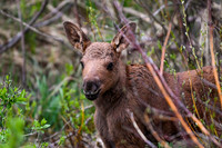 DSC_5479_edited-4x6