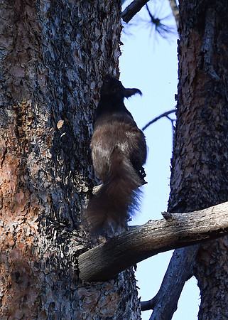 DSC_7663_edited - Abert's Squirrel