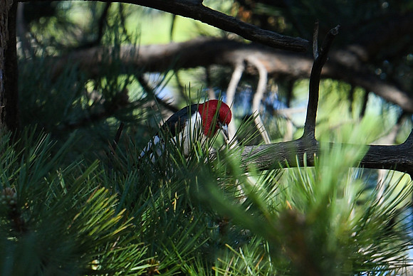 DSC_7625_edited - Red-headed Woodpecker