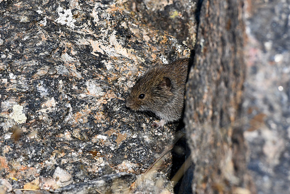 DSC_5574 - Long-tailed vole_edited