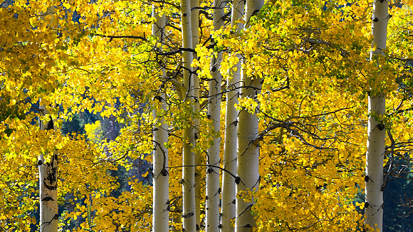 DSC_0464_edited-16x9