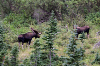 DSC_4833_edited - Wow!!!
