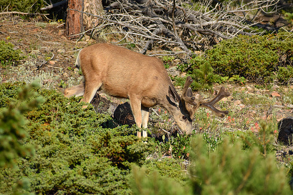 DSC_0171_edited