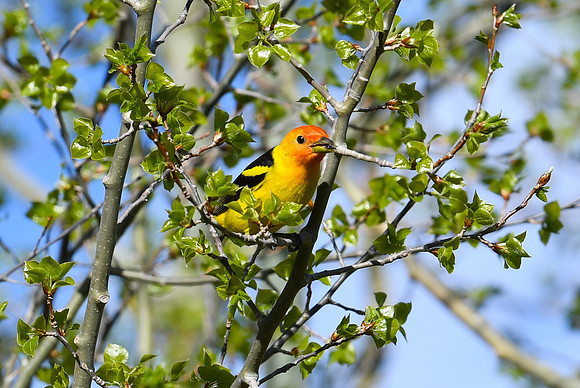 DSC_7549_edited - Western Tanager (Male)
