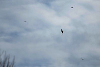 DSC_3926_edited