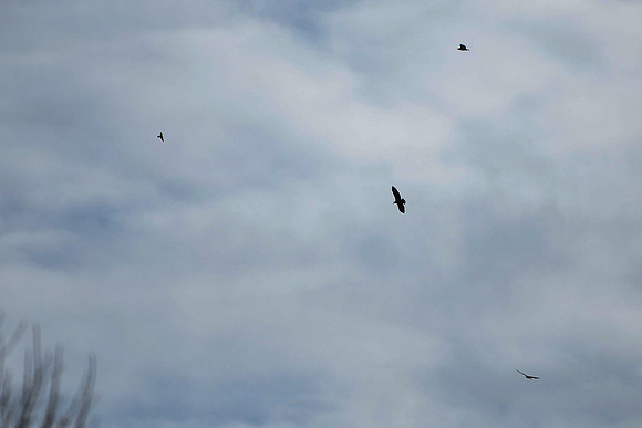 DSC_3926_edited