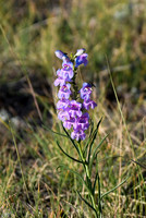 DSC_1817_edited - Bearded Sidebells Penstemon