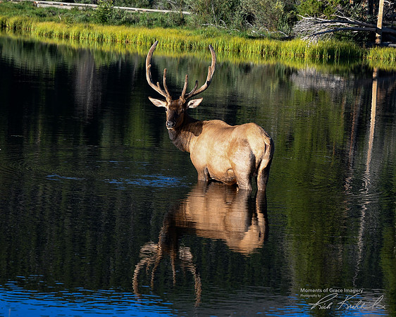 DSC_8858_edited-8x10_Watermarked_edited