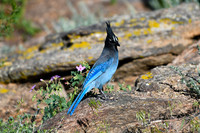 DSC_9404_edited - Steller Jay