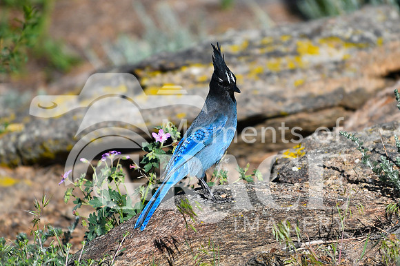 DSC_9404_edited - Steller Jay