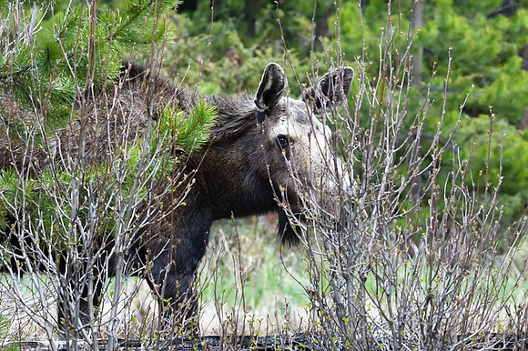 DSC_6773_edited