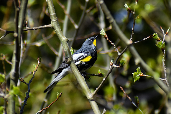 DSC_0968_edited - MX - Yellow Rumped Warbler (Audubon's Warbler)