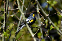 DSC_0967_edited - MX - Yellow Rumped Warbler (Audubon's Warbler)