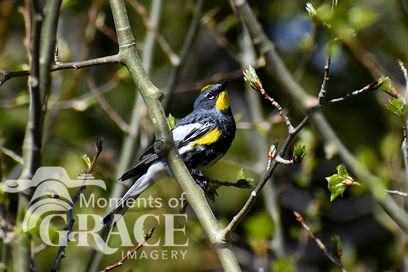 DSC_0967_edited - MX - Yellow Rumped Warbler (Audubon's Warbler)