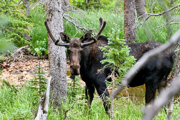 DSC_5016_edited - Young Bull Moose grazing in the dense timber.