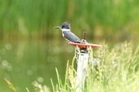 DSC_8225_edited