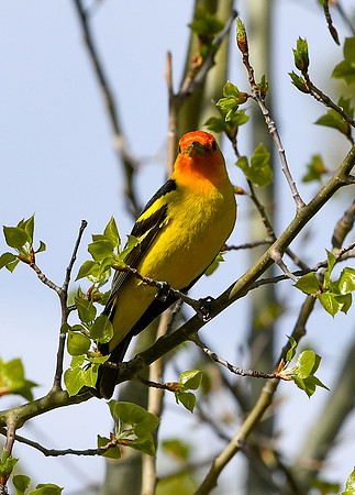 DSC_7218_edited - Western Tanager (Male)