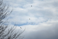 DSC_3913_edited