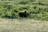 DSC_1788_edited - Bull Moose in the willows